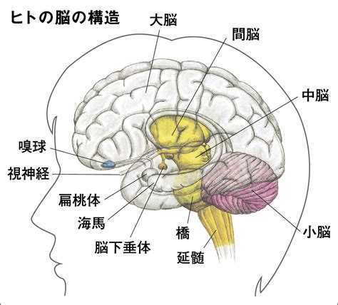 頭 位置|脳の基本構造ー各部位の名称と機能についてー 